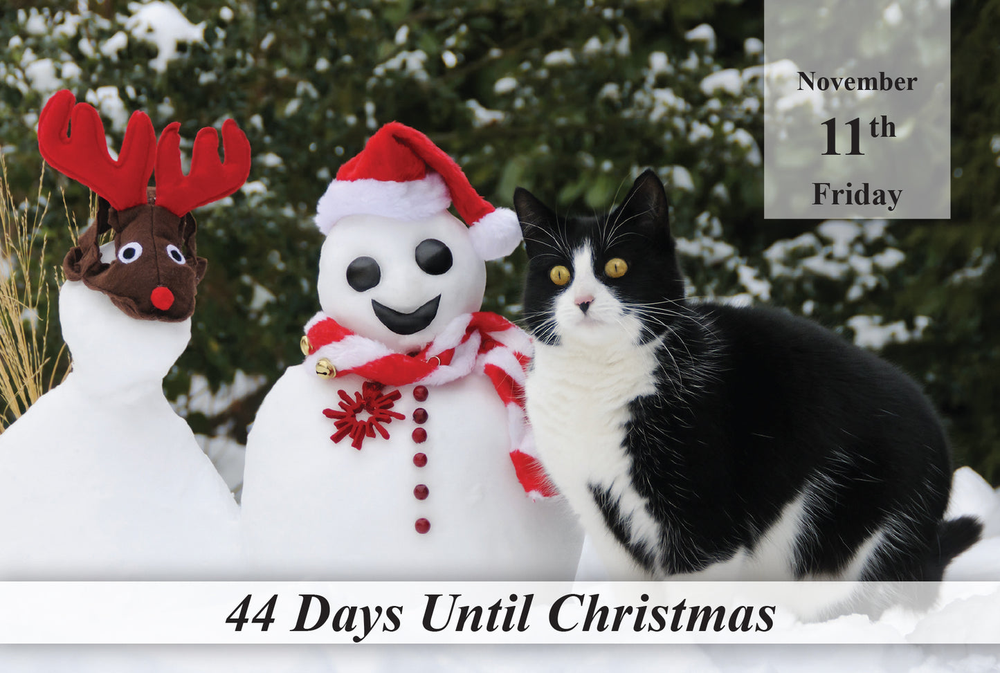 100 Day Christmas Countdown Calendar - Cats