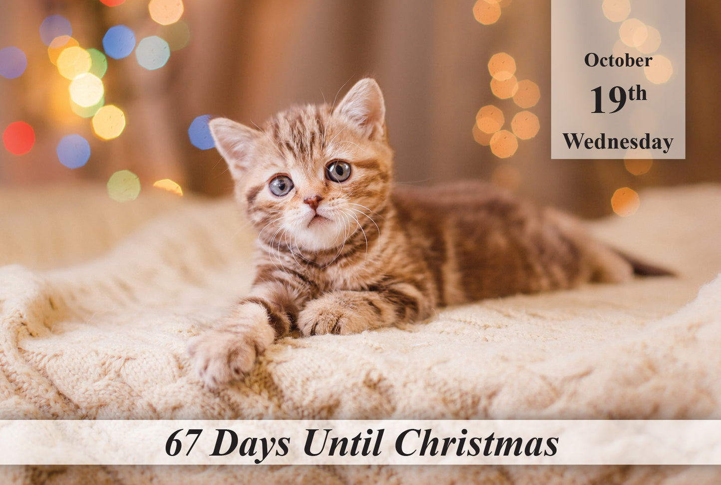 100 Day Christmas Countdown Calendar - Cats