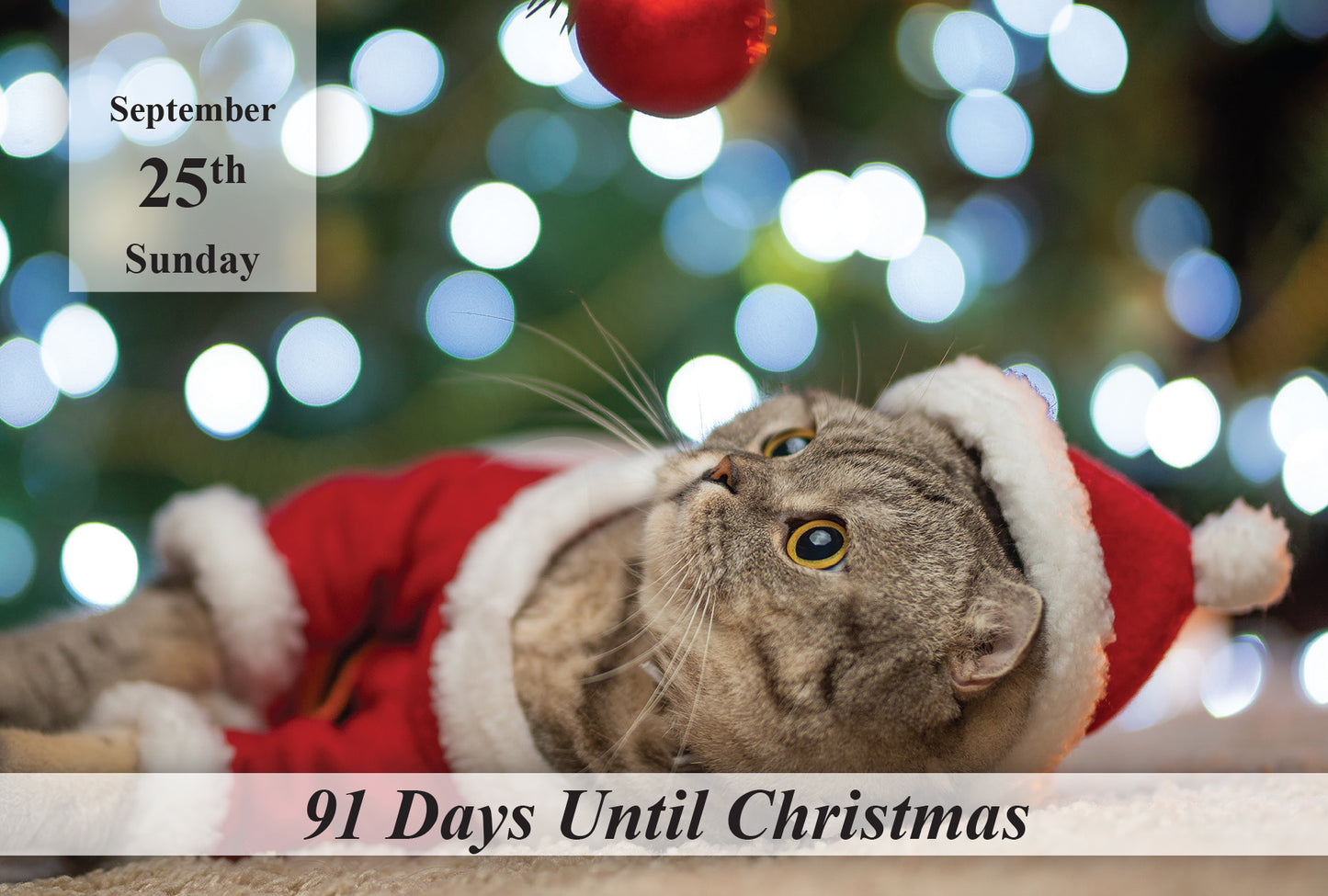 100 Day Christmas Countdown Calendar - Cats