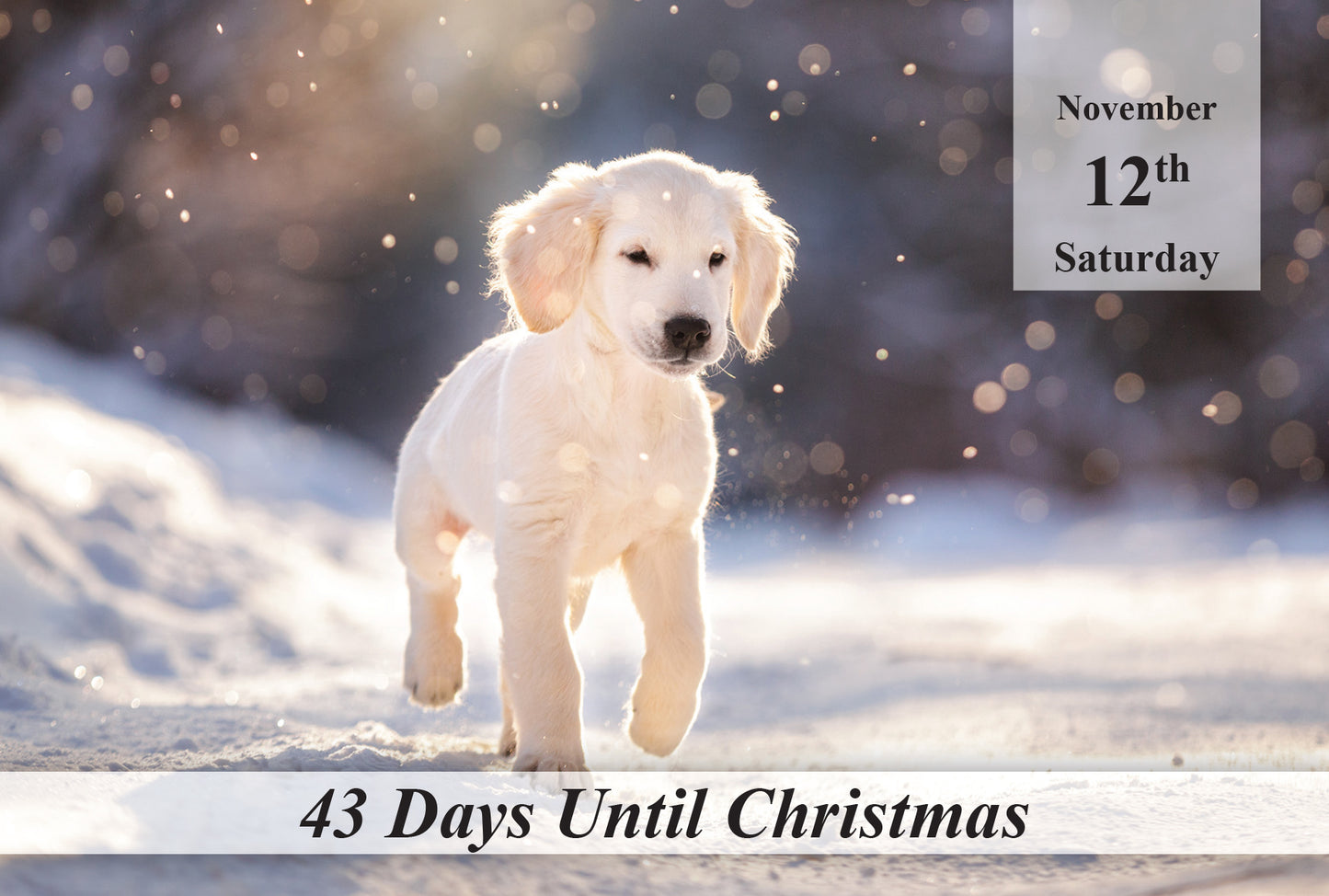 100 Day Christmas Countdown Calendar - Dogs
