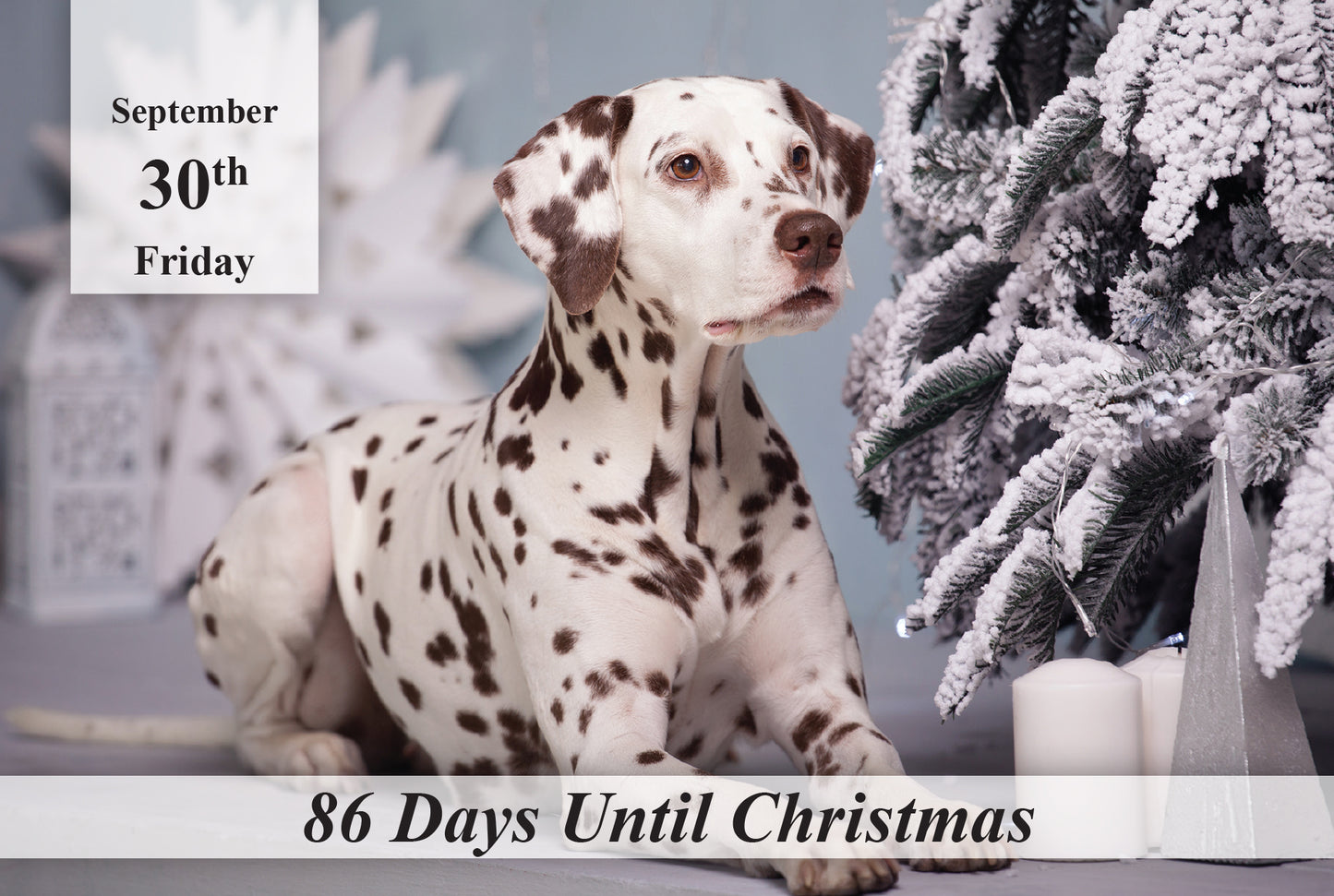 100 Day Christmas Countdown Calendar - Dogs