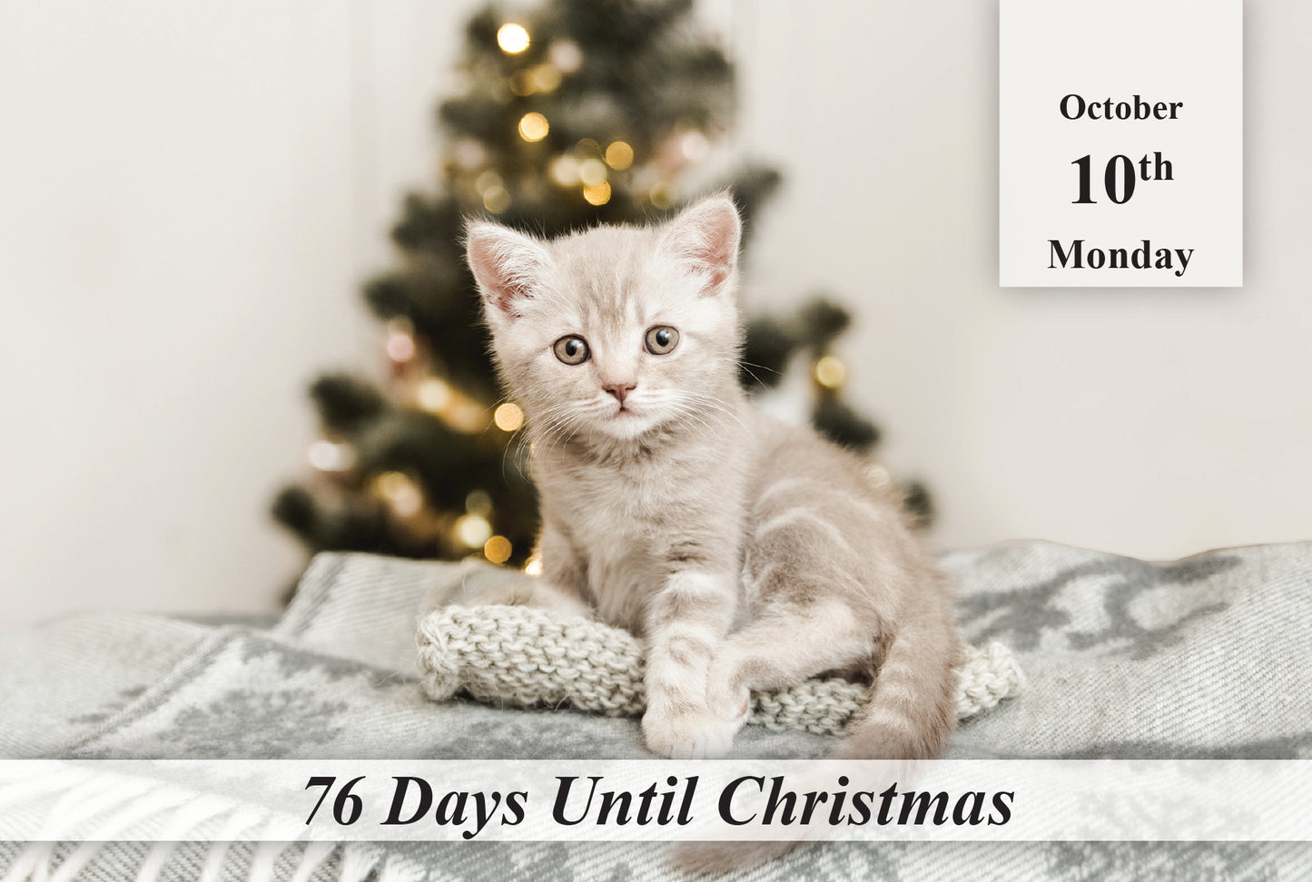 100 Day Christmas Countdown Calendar - Cats