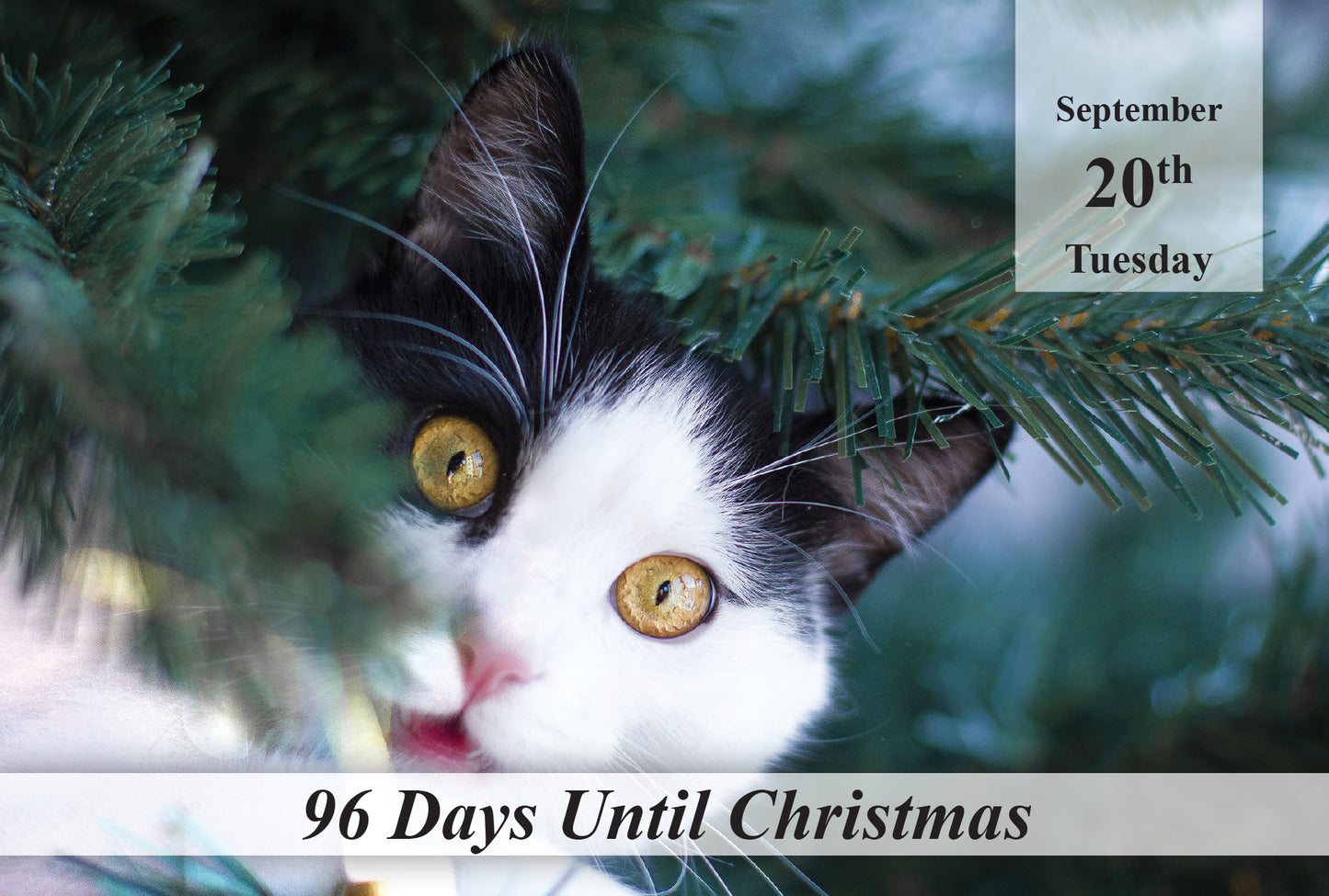 100 Day Christmas Countdown Calendar - Cats